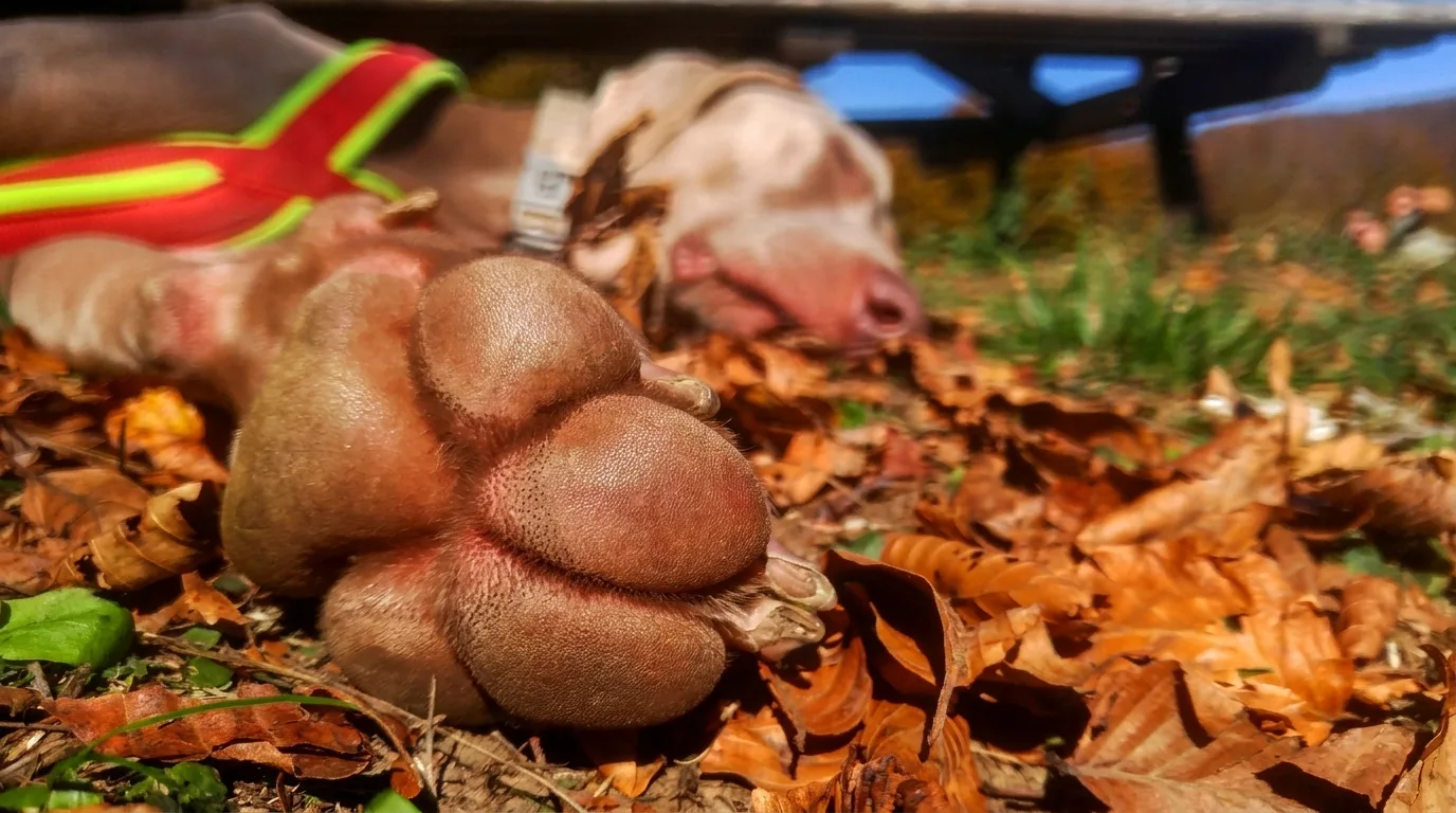 I colori del Giogo Casaglia, con il cane