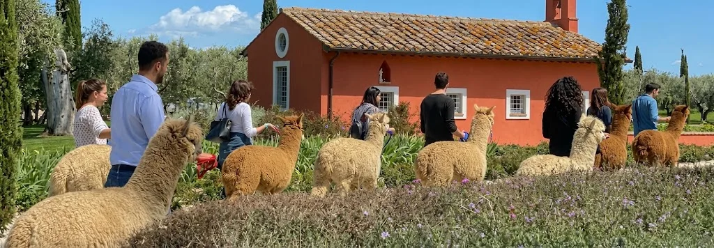 Passeggiate con Alpaca