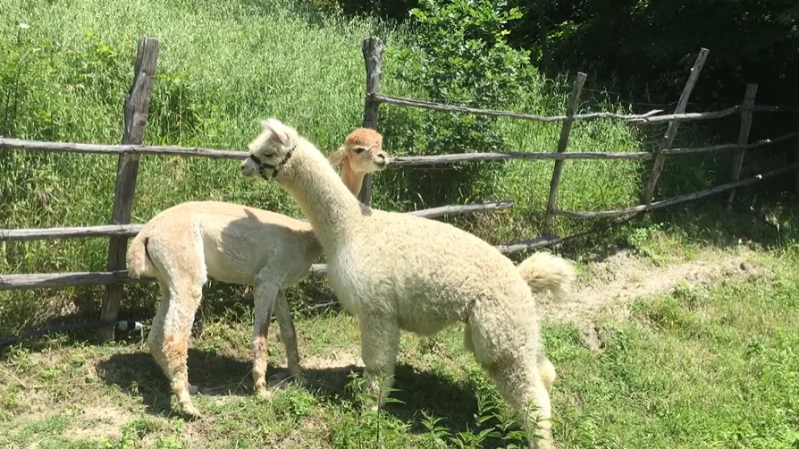 Kainua - Merenda con gli alpaca