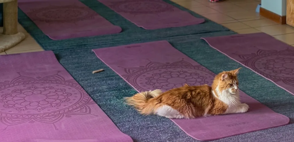CAT MEDITATION