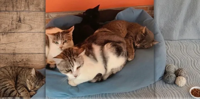 Cat Cafè