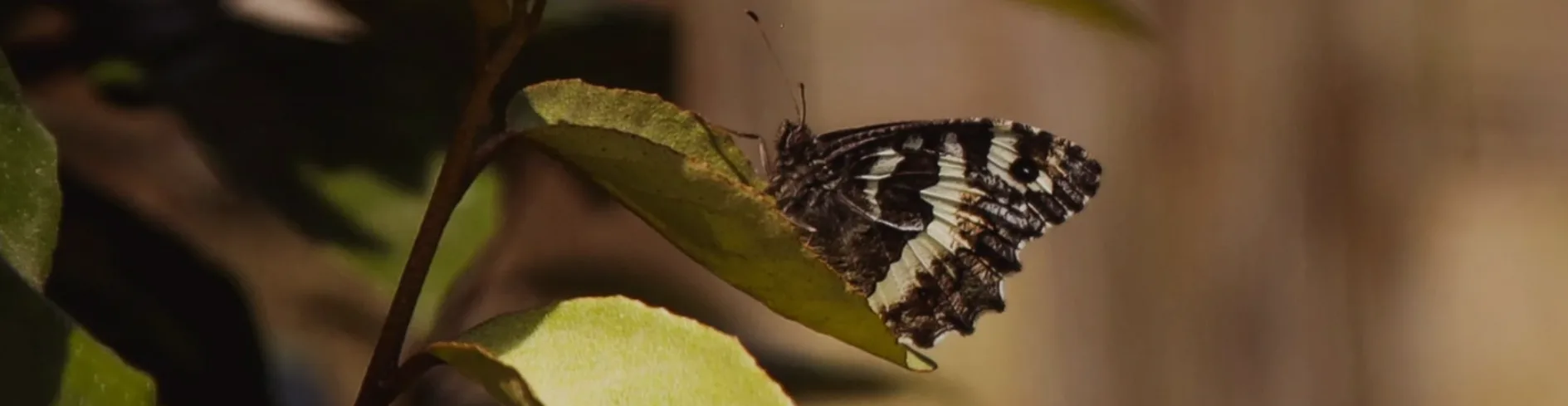 Agriturismo Le Sorgenti: BUTTERFLY WATCHING