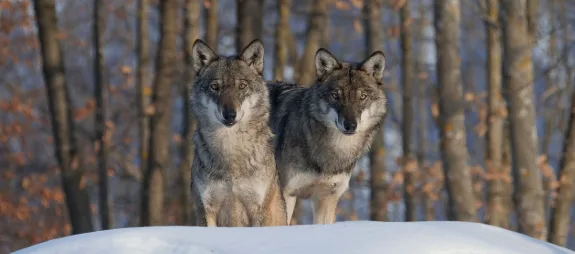 The wolf - Visita guidata in notturna